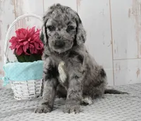 Allie, a female Labradoodle for sale in Downing, MO – 1 of 9