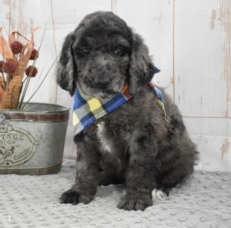 Auggie – Labradoodle puppy for sale in Downing, MO