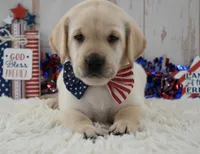 Frankie, a male Labrador Retriever for sale in Downing, MO – 3 of 9