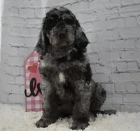 Fable , a female Labradoodle for sale in Downing, MO – Photo 1 of 9