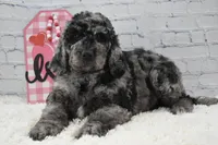 Fable , a female Labradoodle for sale in Downing, MO – Photo 9 of 9