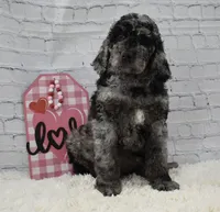 Fable , a female Labradoodle for sale in Downing, MO – Photo 2 of 9