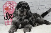 Fable , a female Labradoodle for sale in Downing, MO – Photo 8 of 9