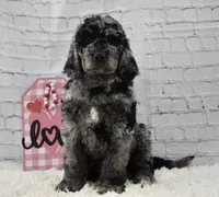 Fable , a female Labradoodle for sale in Downing, MO – Photo 5 of 9