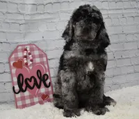 Fable , a female Labradoodle for sale in Downing, MO – Photo 4 of 9