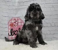 Fable , a female Labradoodle for sale in Downing, MO – Photo 7 of 9