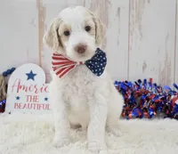 Lady, a female Goldendoodle for sale in Downing, MO – 4 of 8