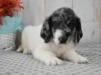Ava, a female Labradoodle for sale in Downing, MO – 3 of 8
