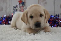 Flint, a male Labrador Retriever for sale in Downing, MO – 6 of 8