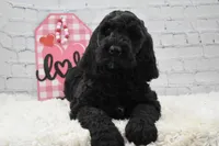 Freya, a female Labradoodle for sale in Downing, MO – Photo 6 of 10