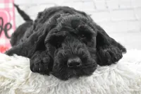 Freya, a female Labradoodle for sale in Downing, MO – Photo 8 of 10