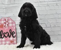 Freya, a female Labradoodle for sale in Downing, MO – Photo 4 of 10