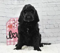 Freya, a female Labradoodle for sale in Downing, MO – Photo 1 of 10