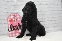 Freya, a female Labradoodle for sale in Downing, MO – Photo 7 of 10
