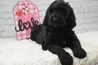 Freya, a female Labradoodle for sale in Downing, MO – Photo 5 of 10