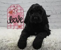 Freya, a female Labradoodle for sale in Downing, MO – Photo 2 of 10