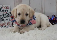 Fletch, a male Labrador Retriever for sale in Downing, MO – 8 of 8