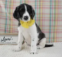 Abbey, a female Labradoodle for sale in Downing, MO – 4 of 9