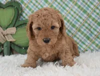 Dasiy , a female Miniature Labradoodle for sale in Downing, MO – Photo 8 of 8