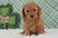 Dasiy , a female Miniature Labradoodle for sale in Downing, MO – Photo 4 of 8