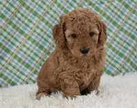 Dasiy , a female Miniature Labradoodle for sale in Downing, MO – Photo 5 of 8