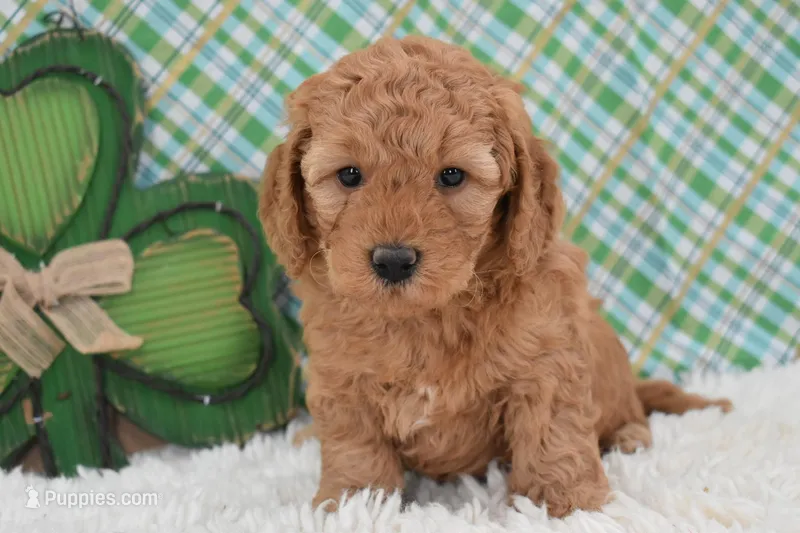 Dasiy  – Miniature Labradoodle puppy for sale in Downing, MO