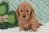 Dasiy , a female Miniature Labradoodle for sale in Downing, MO – Photo 1 of 8