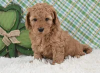 Dasiy , a female Miniature Labradoodle for sale in Downing, MO – Photo 2 of 8