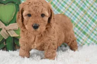 Dasiy , a female Miniature Labradoodle for sale in Downing, MO – Photo 7 of 8