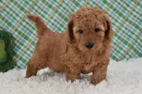 Dasiy , a female Miniature Labradoodle for sale in Downing, MO – Photo 6 of 8