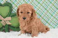 Dasiy , a female Miniature Labradoodle for sale in Downing, MO – Photo 3 of 8
