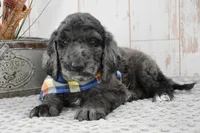 Auggie, a male Labradoodle for sale in Downing, MO – 8 of 8