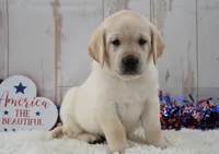 Fido, a male Labrador Retriever for sale in Downing, MO – 2 of 8