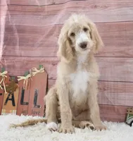 Dante, a male Goldendoodle for sale in Downing, MO – 5 of 8