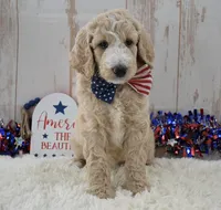 Lola, a female Goldendoodle for sale in Downing, MO – 2 of 7