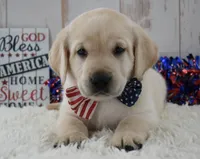 Finn, a male Labrador Retriever for sale in Downing, MO – 4 of 8