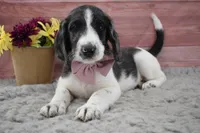 Abbey, a female Labradoodle for sale in Downing, MO – 8 of 9