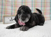 Aurora , a female Labradoodle for sale in Downing, MO – 5 of 8