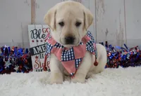 Fletch, a male Labrador Retriever for sale in Downing, MO – 4 of 8