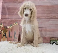 Dante, a male Goldendoodle for sale in Downing, MO – 8 of 8