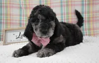 Aurora , a female Labradoodle for sale in Downing, MO – 8 of 8