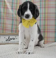 Abbey, a female Labradoodle for sale in Downing, MO – 3 of 9