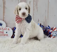 Lady, a female Goldendoodle for sale in Downing, MO – 8 of 8