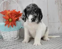 Ava, a female Labradoodle for sale in Downing, MO – 6 of 8