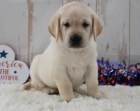 Fido, a male Labrador Retriever for sale in Downing, MO – 5 of 8