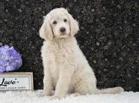 Daisy, a female Goldendoodle for sale in Downing, MO – 6 of 7