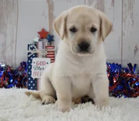 Frida, a female Labrador Retriever for sale in Downing, MO – 6 of 8