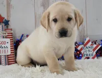 Flint, a male Labrador Retriever for sale in Downing, MO – 2 of 8