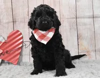 Freddy, a male Labradoodle for sale in Downing, MO – Photo 1 of 8