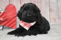 Freddy, a male Labradoodle for sale in Downing, MO – Photo 8 of 8